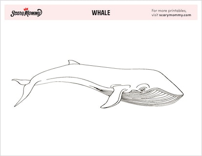 Whale coloring pages sure to create a splash during art class