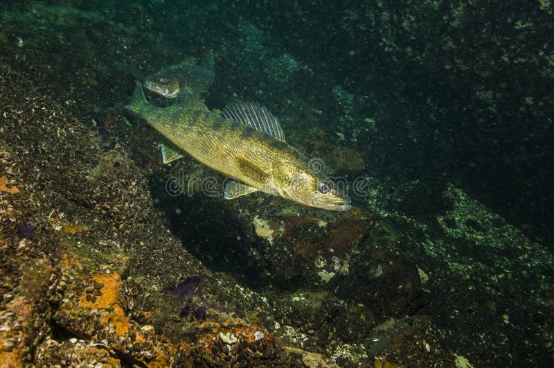 Fish underwater walleye stock photos