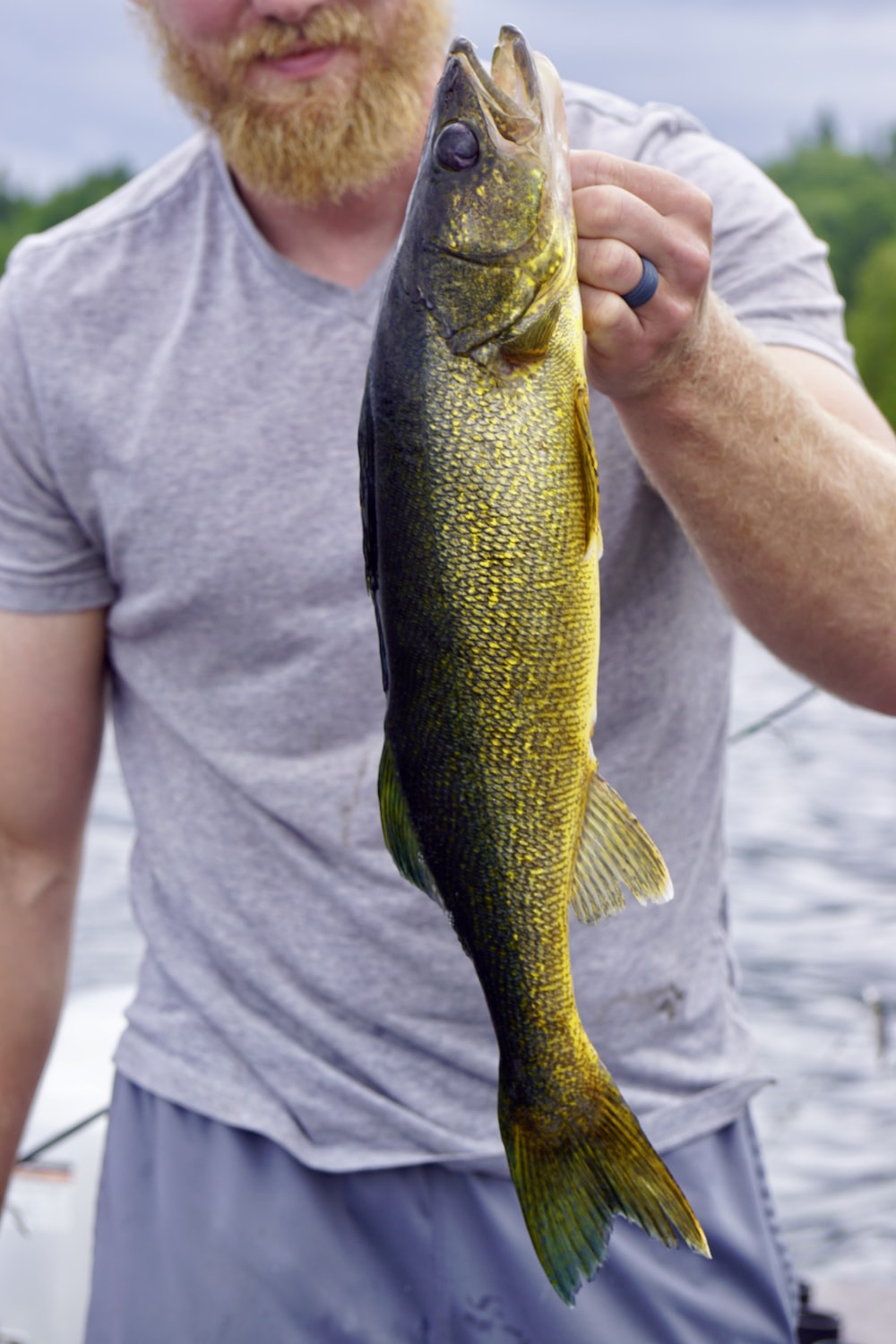 Walleye pictures download free images on