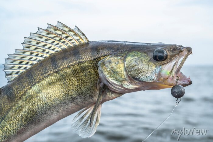 Zander fishing caught walleye fish trophy above water â wall stickers wallpaper reservoir background