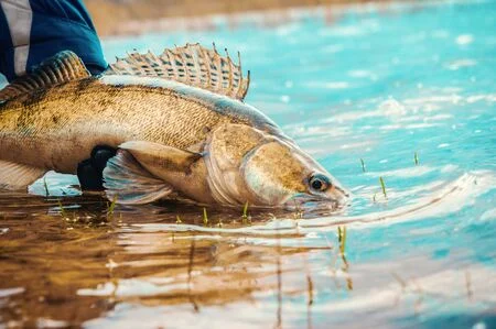 Walleye stock photos and images