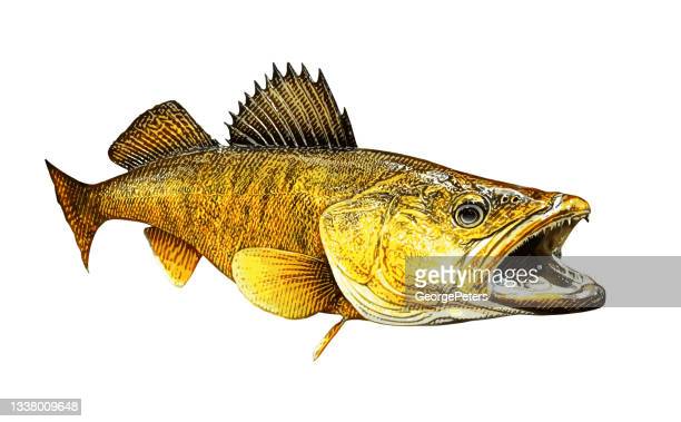 Walleye photos and premium high res pictures