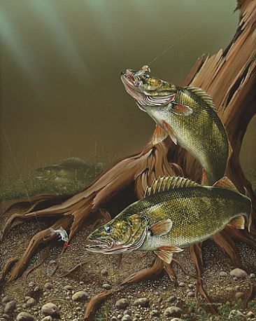 Walleye fishing pictures bass fishing pictures fish drawings