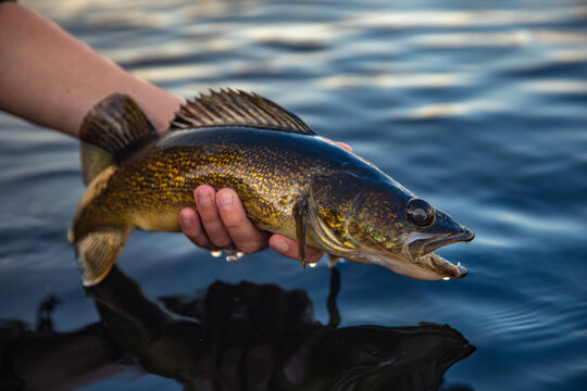 Walleye images â browse photos vectors and video