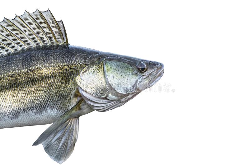 Walleye fish stock photos