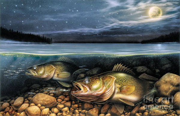 Walleye fishing posters