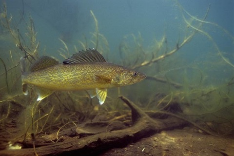 Nice walleye photo and wallpaper cute nice walleye pictures