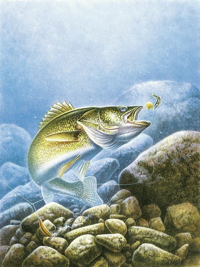 Walleye art for sale fish drawings fish artwork fishing pictures