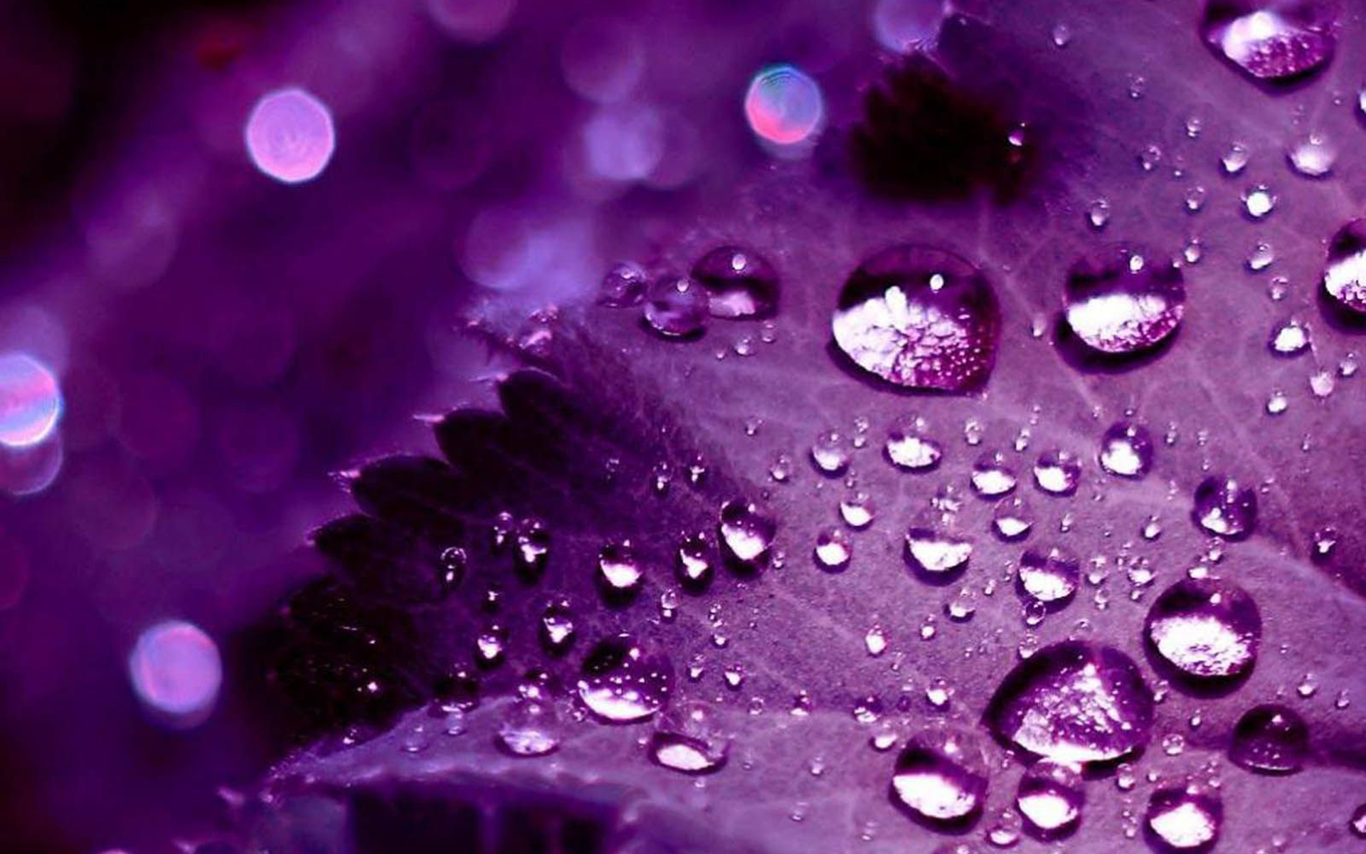 Cool purple wallpapers for windows