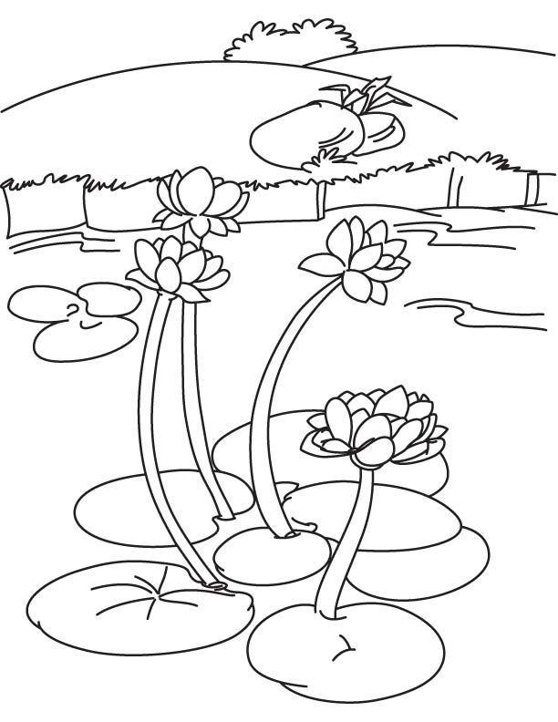 Water lily in lake coloring page download free water lily in lake coloring page for kids best coloring pages