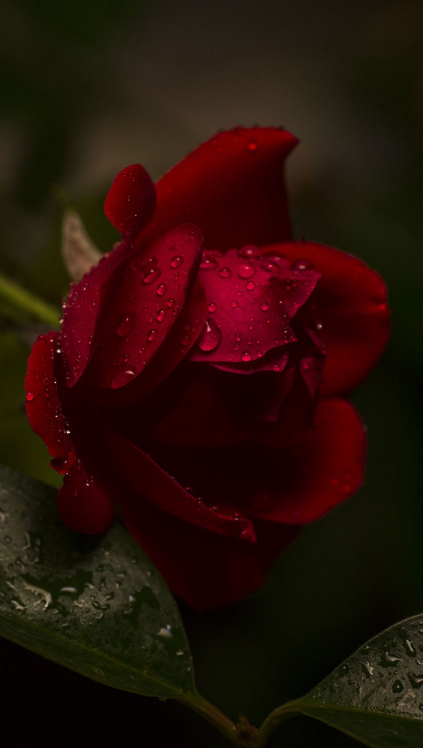 Red rose with water drops wallpaper k ultra hd id