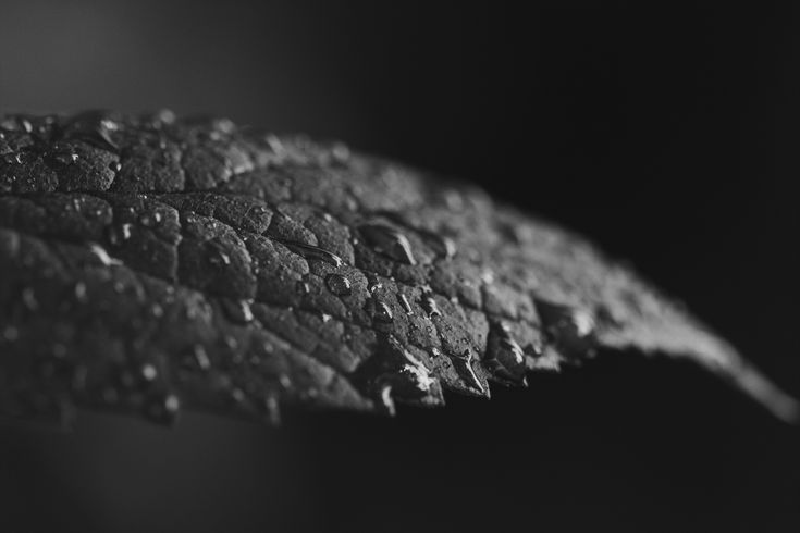 Water drops on grey leaf wallpaper k leaf wallpaper cool backgrounds for iphone nature wallpaper