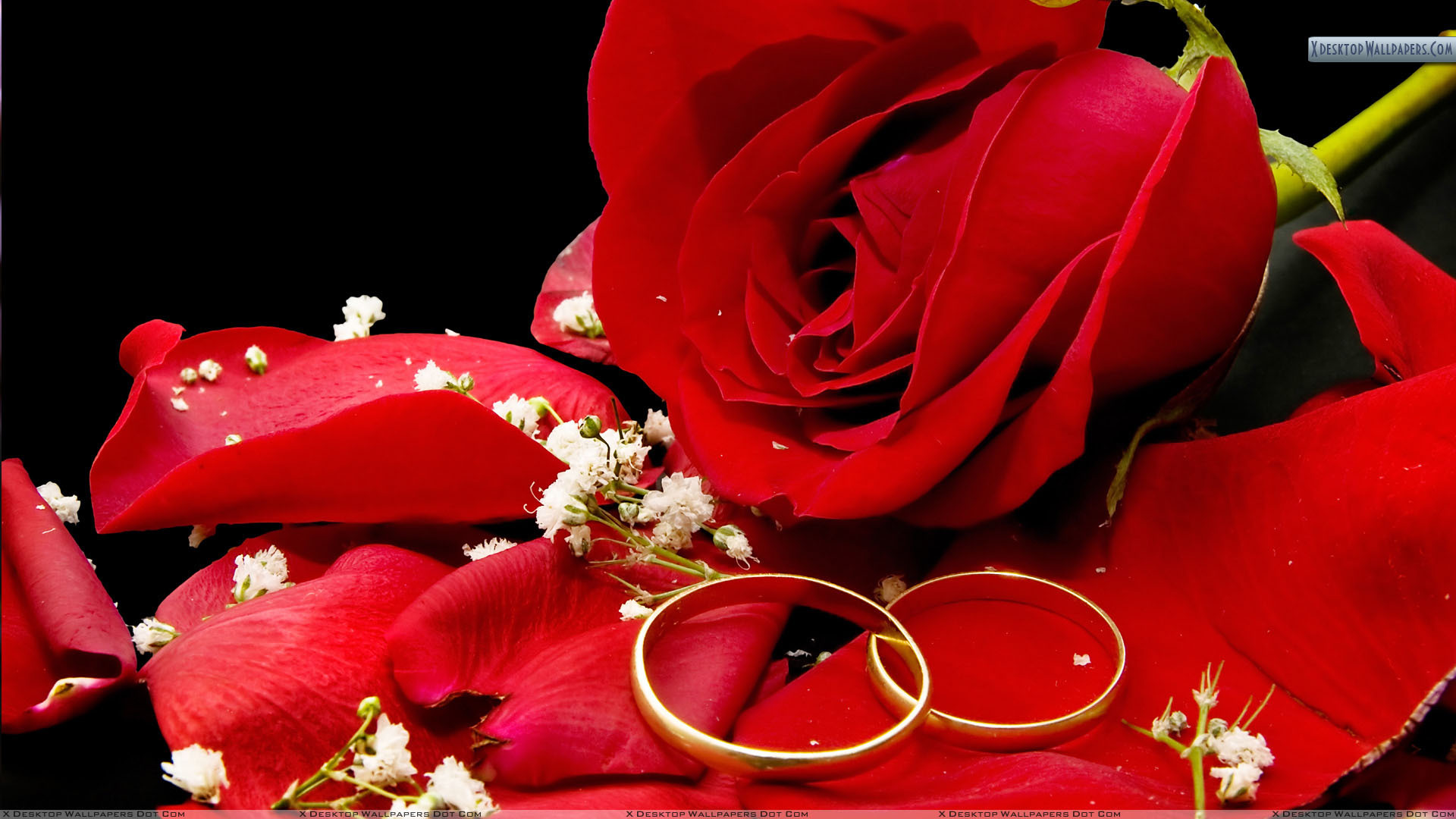 Red rose and wedding rings on a black background desktop wallpapers x