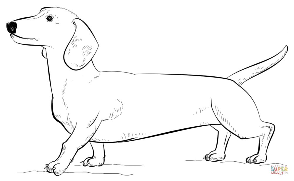 Dachshund dog coloring page free printable coloring pages