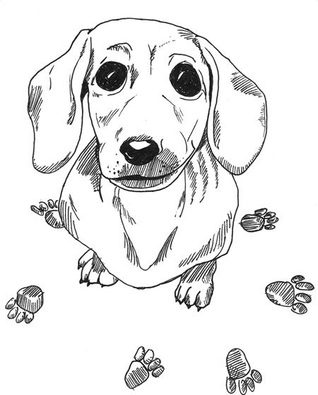 Weiner dog puppy coloring page worksheets