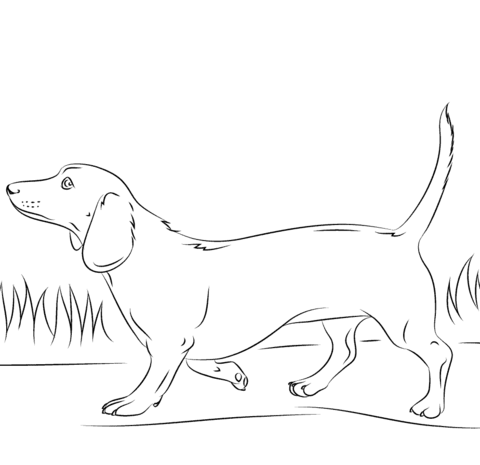Dachshund dog coloring page free printable coloring pages