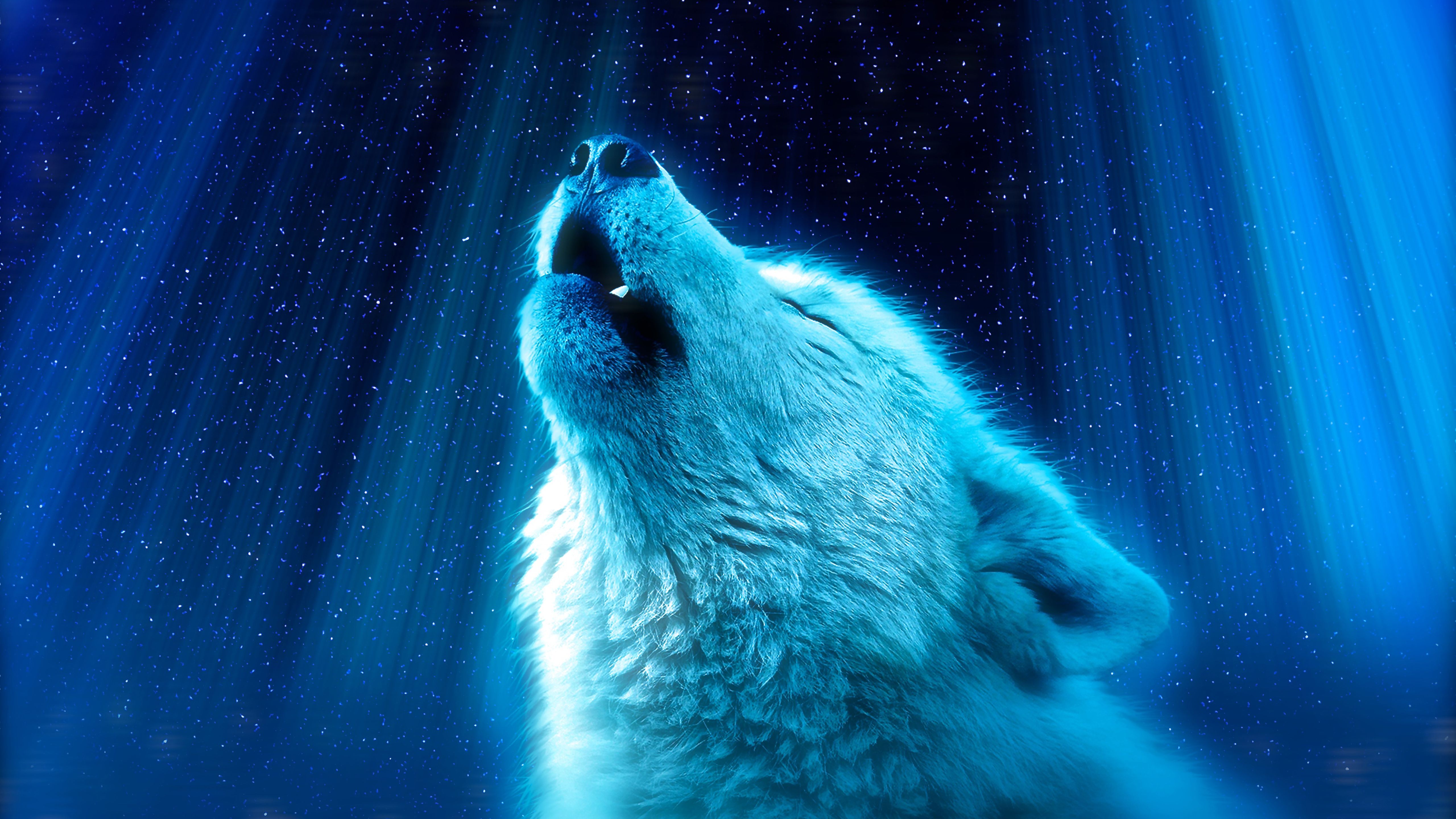 Wolf ultra hd wallpapers