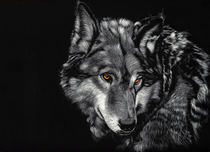 K wallpapers of wolf k wallpapers of wolf wolf wallpaper wolf poster wolf background