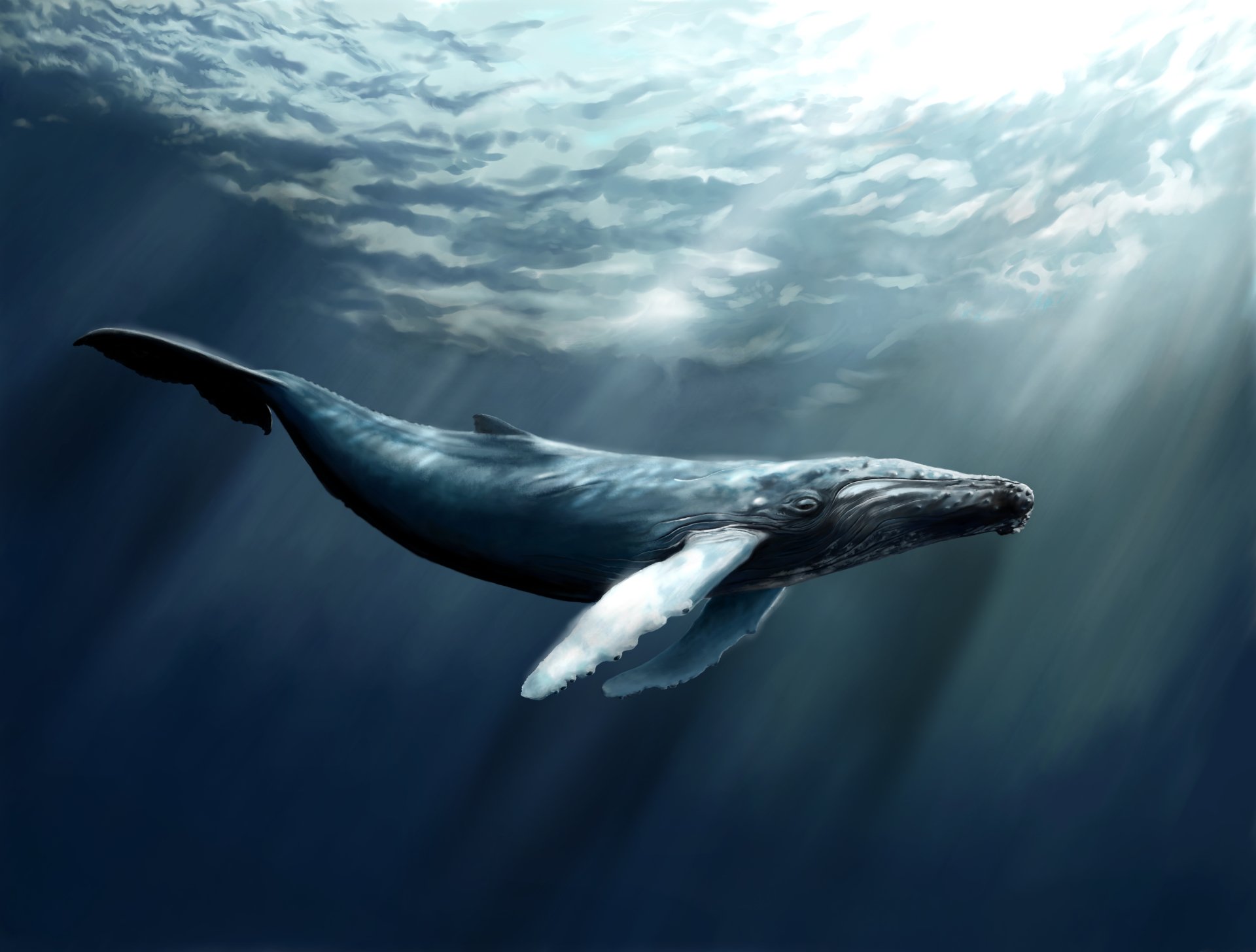 Whale hd papers and backgrounds