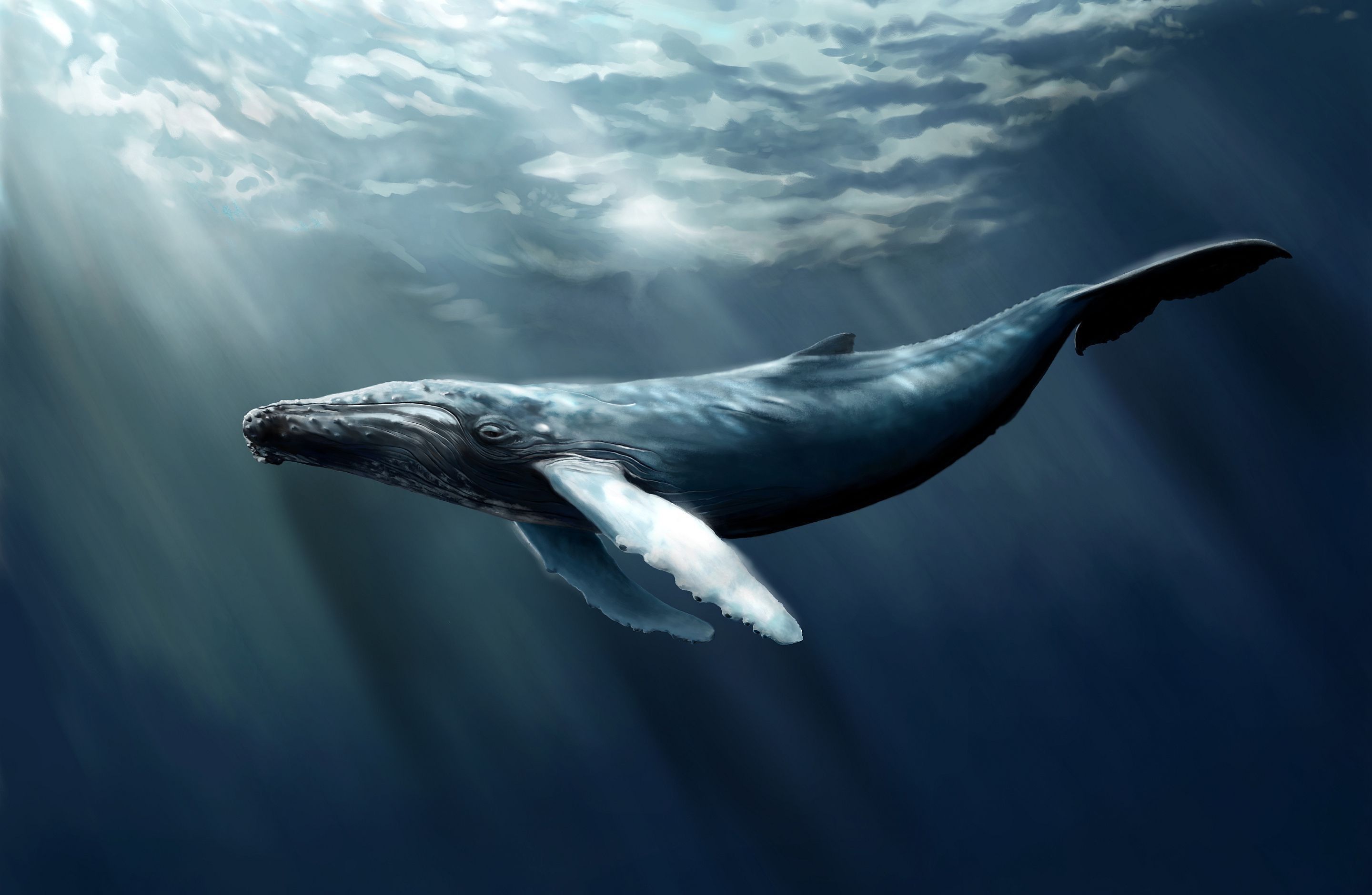 Blue whale wallpapers