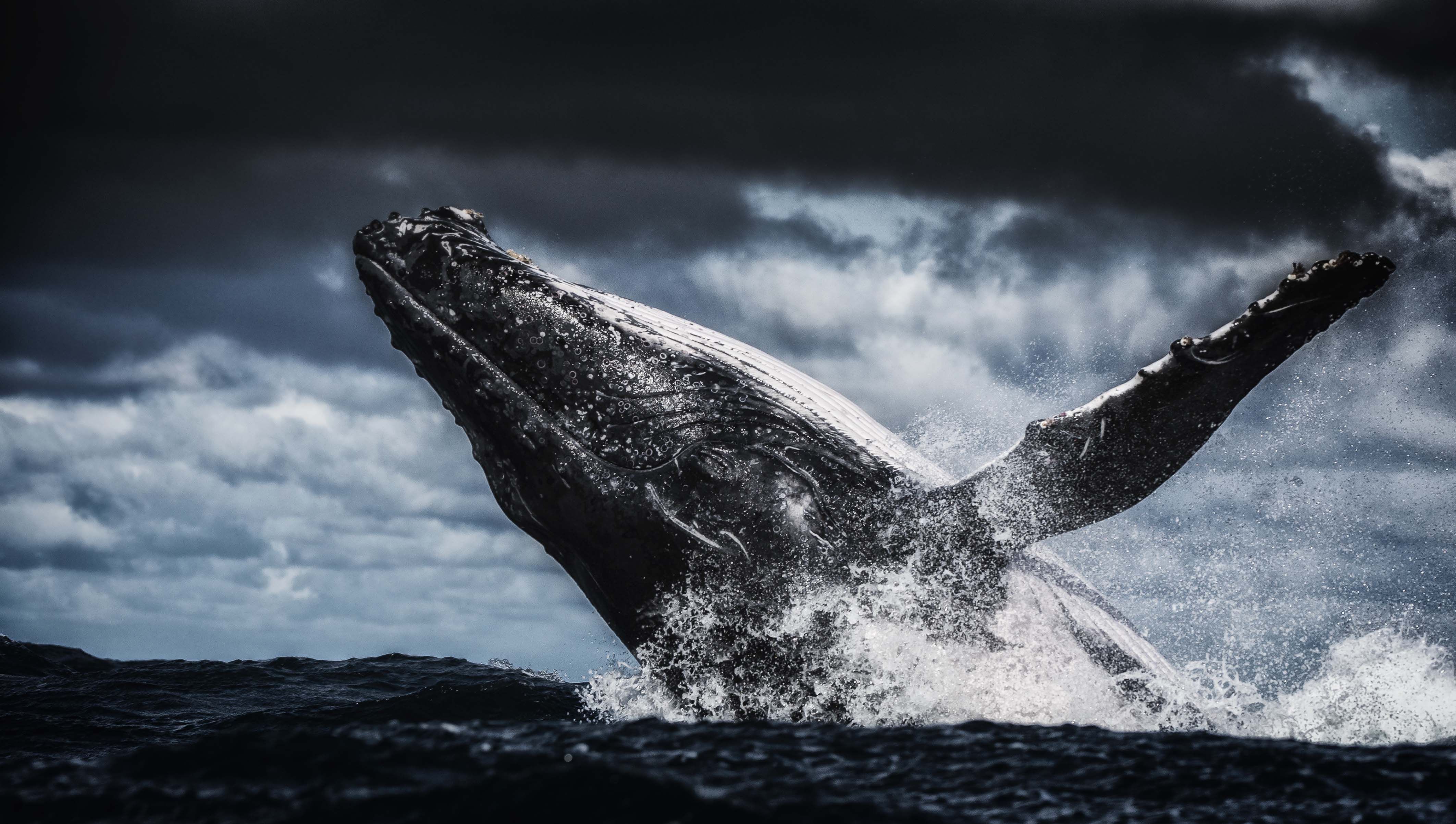 Humpback whale hd papers and backgrounds