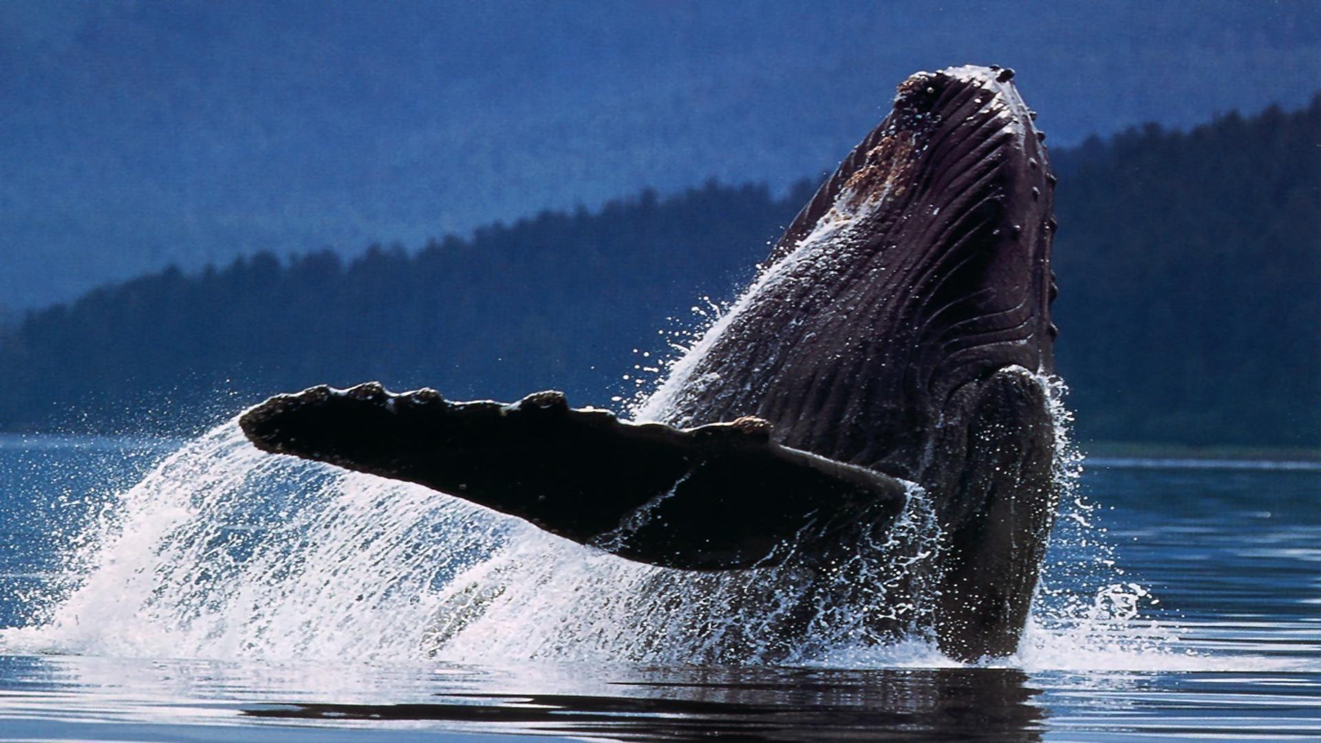 Humpback whale wallpapers