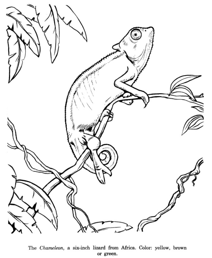 Where do you draw the line animals coloring pages