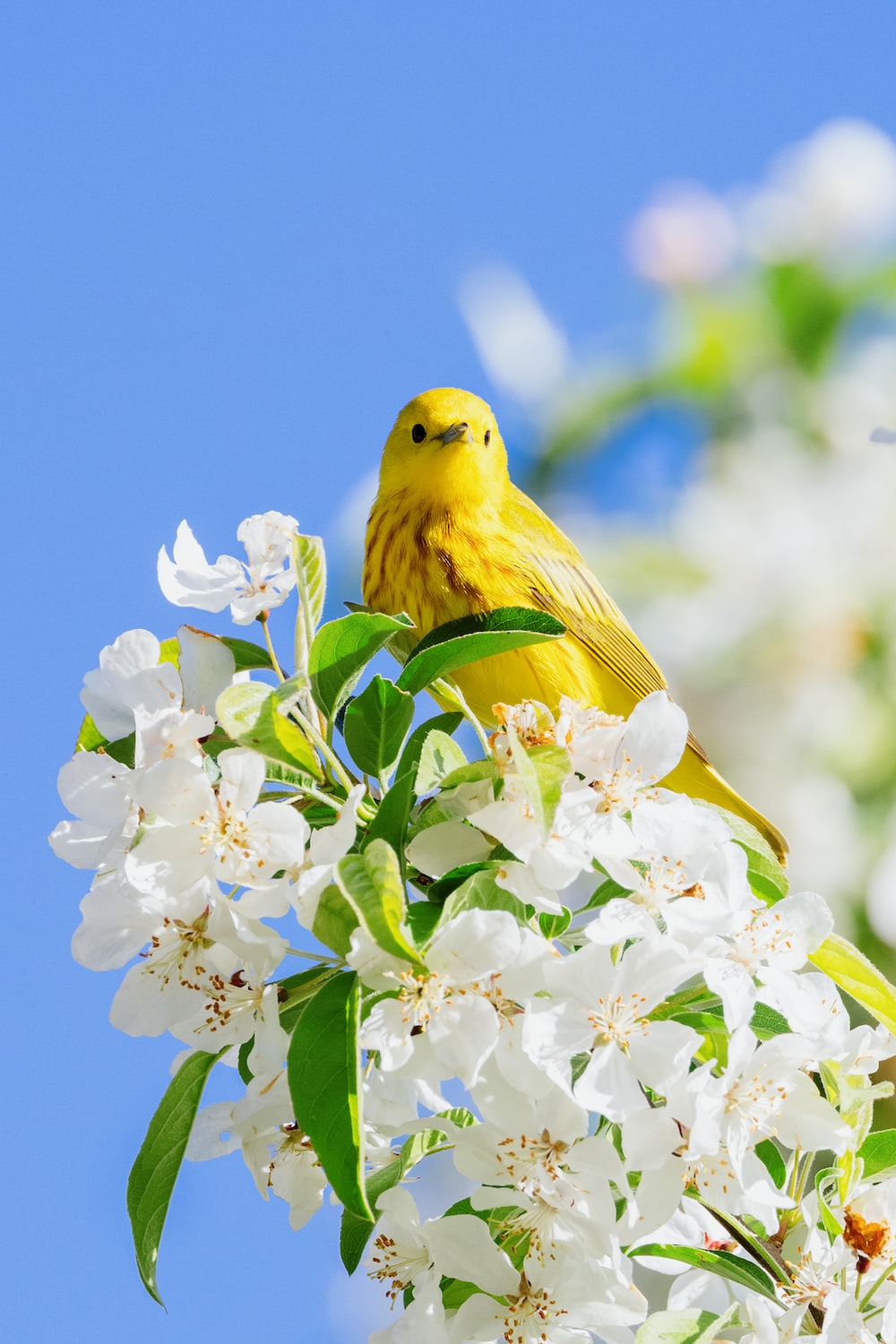 Canary pictures download free images on