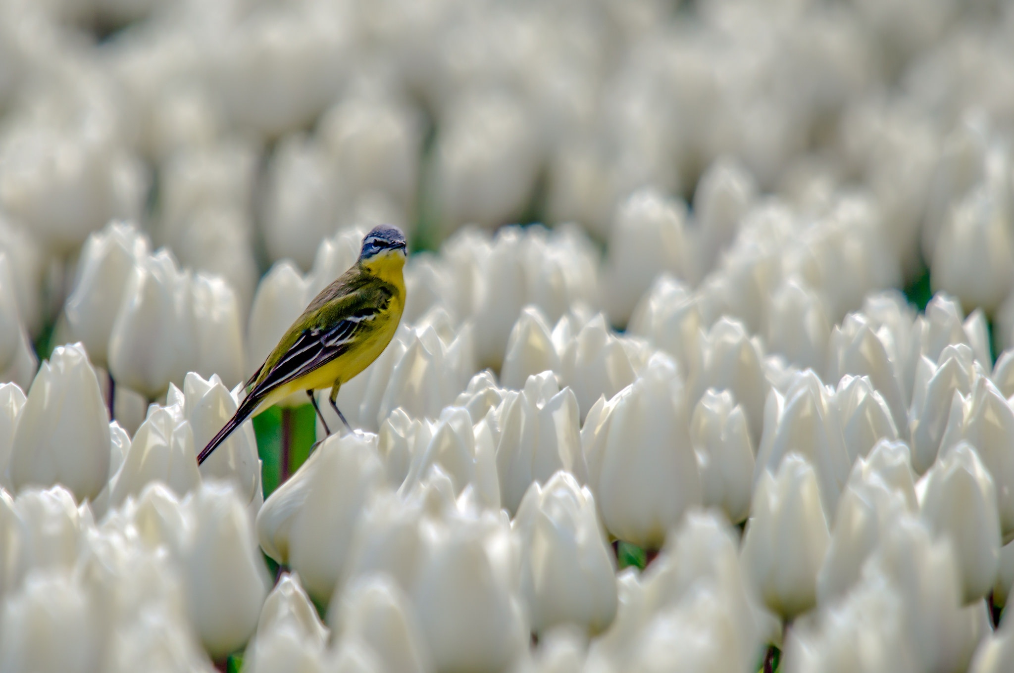 Download x canary white tulips bird wallpapers for widescreen