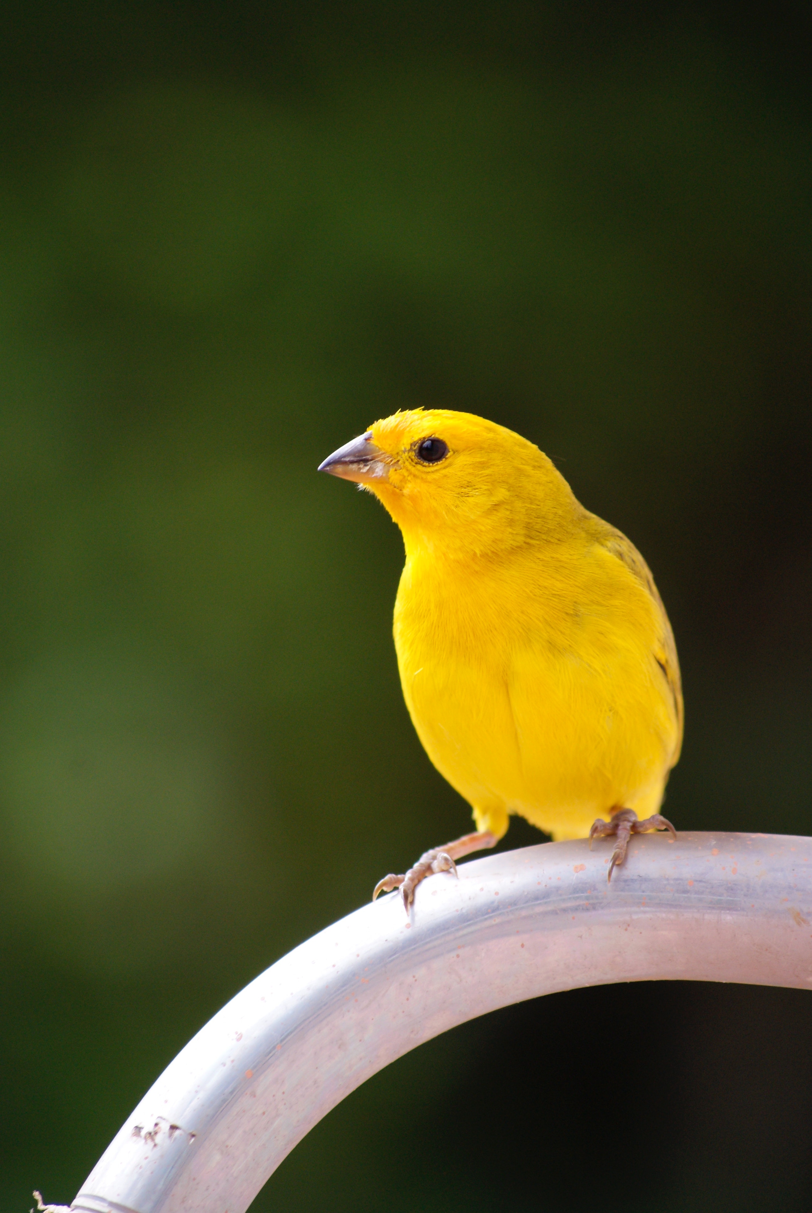 Canary bird photos download the best free canary bird stock photos hd images