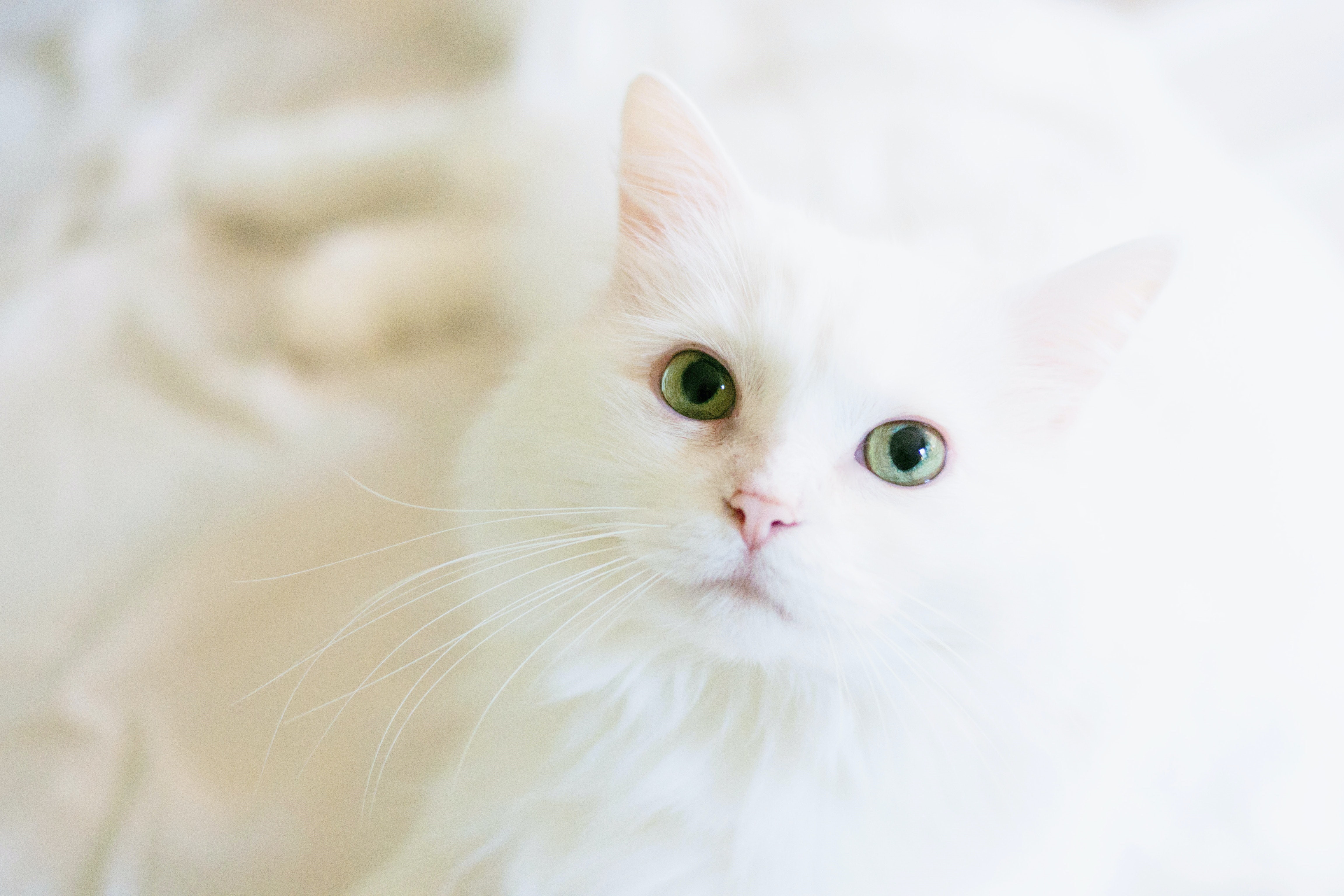 White cat photos download the best free white cat stock photos hd images