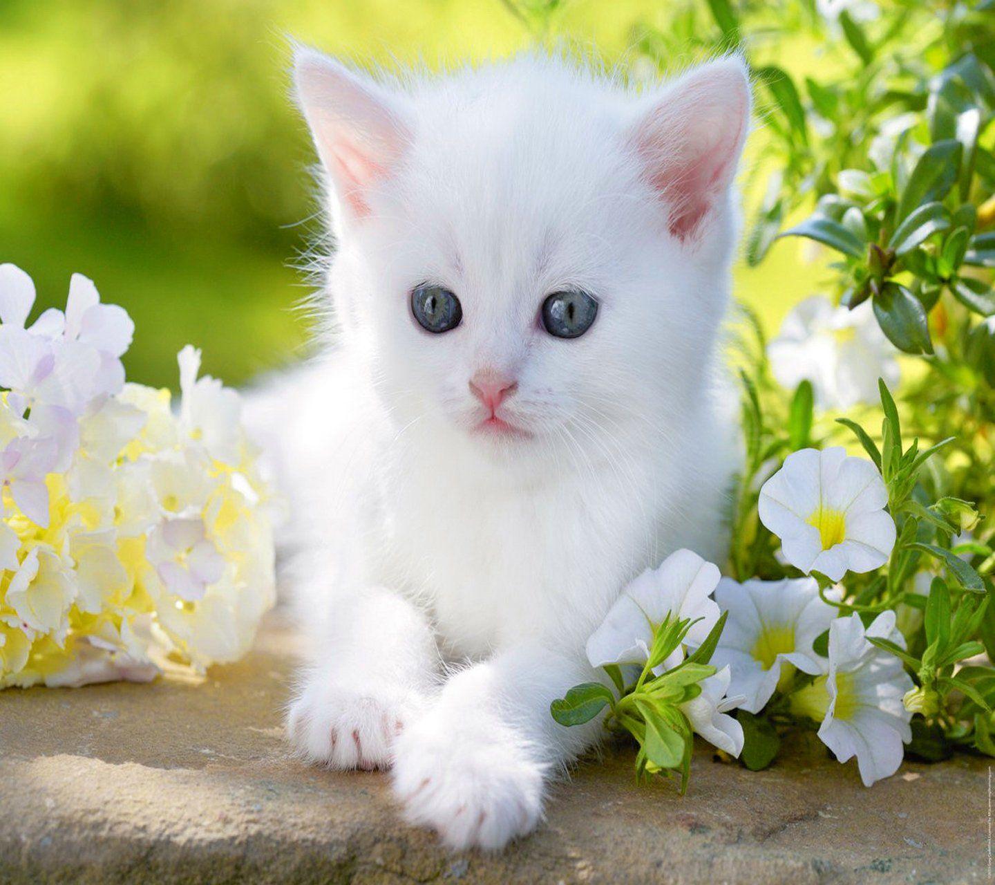 Cute white cat wallpapers for desktop