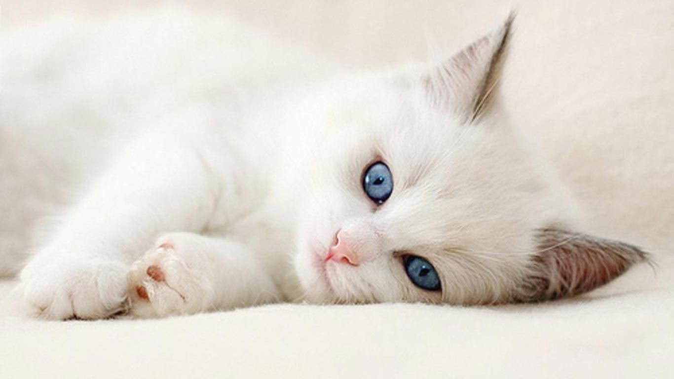New cute cat wallpapers hd full hd p for pc background kittens cutest pretty cats baby cats