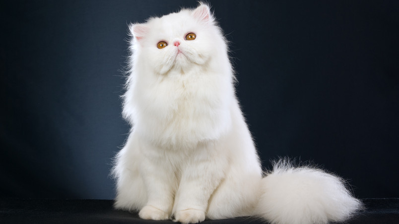 Cute white cat hd wallpaper