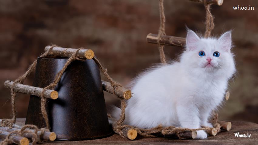 Blue eyes white cat kitten is lookg up blur background