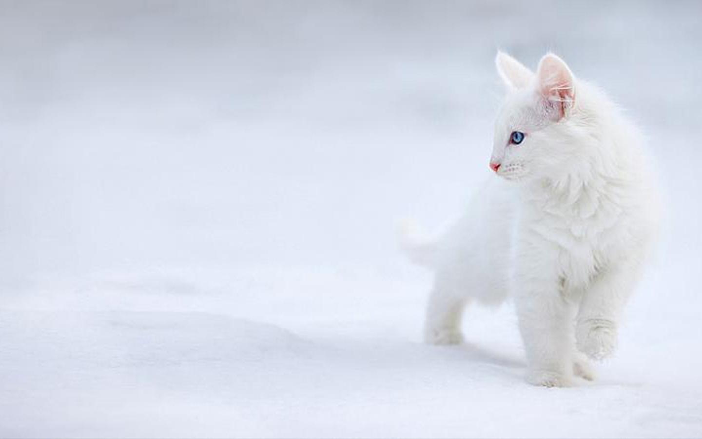 White cat hd wallpapers