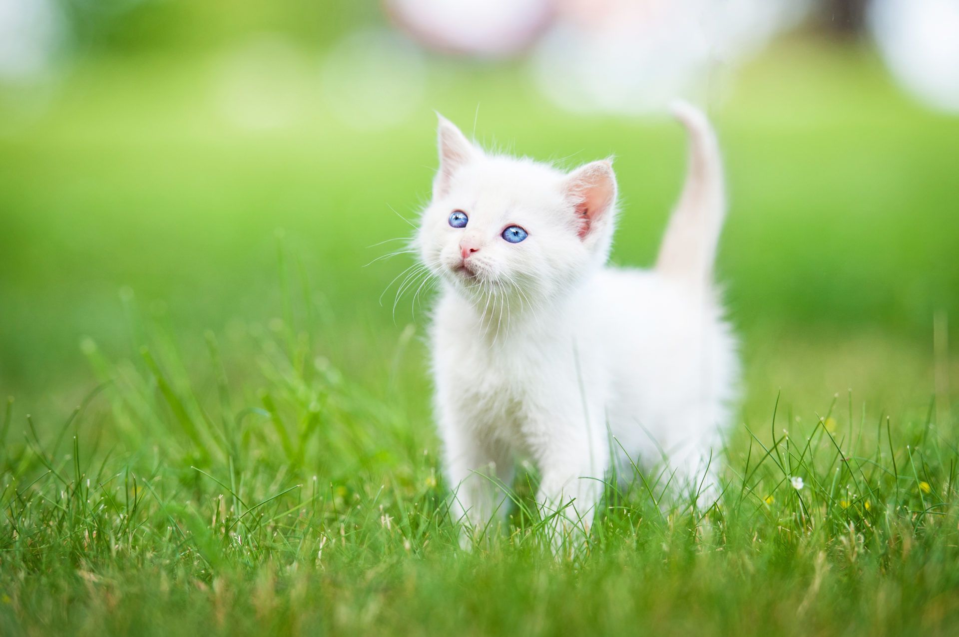 Animal white cat hd wallpapers
