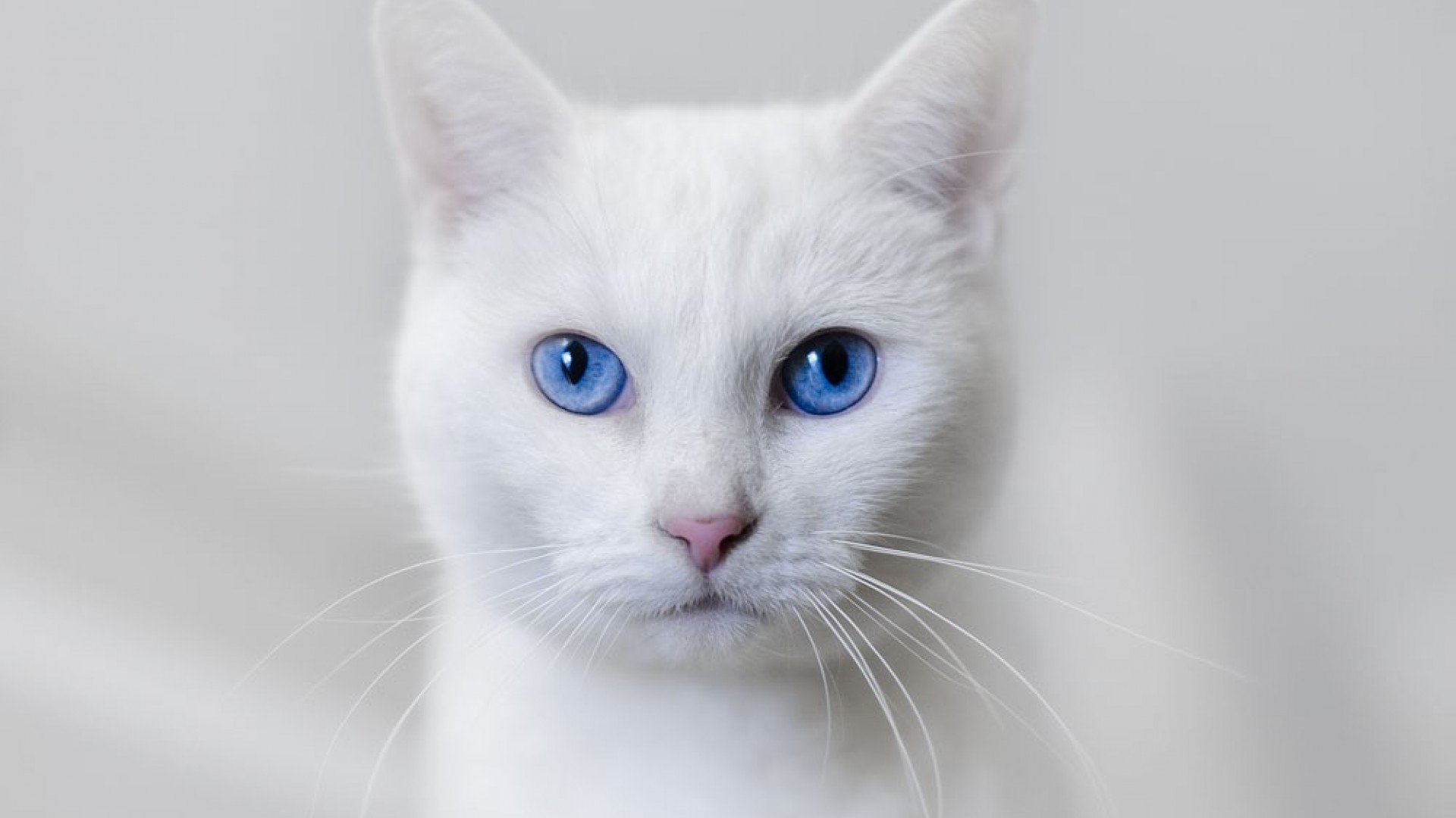White cat blue eyes wallpapers
