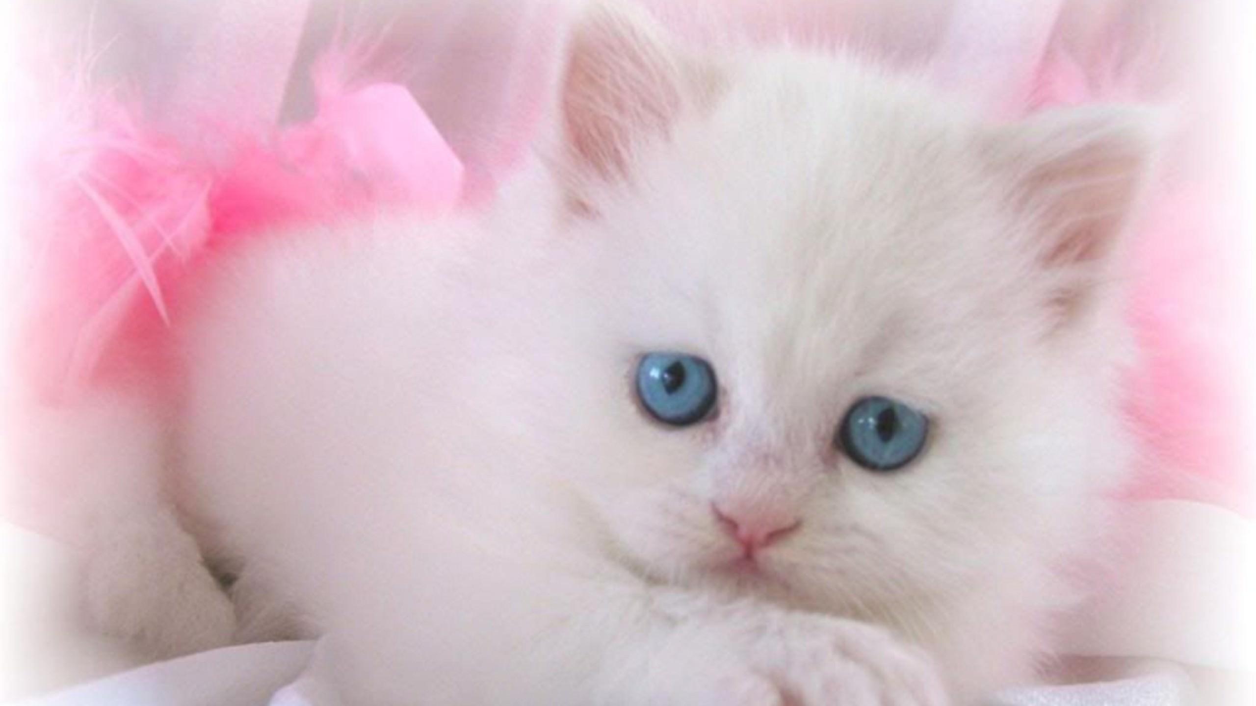 Cute white cat free wallpapers