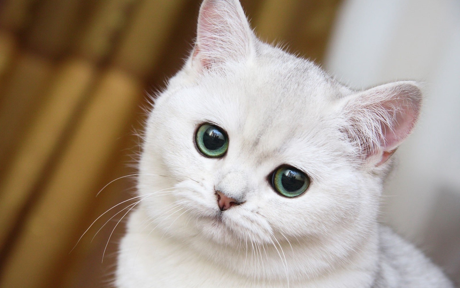 White cat hd wallpapers backgrounds