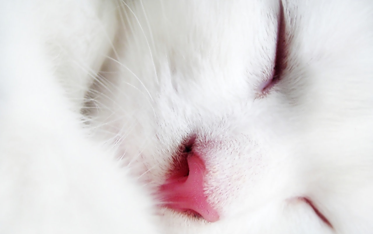White cat face wallpapers
