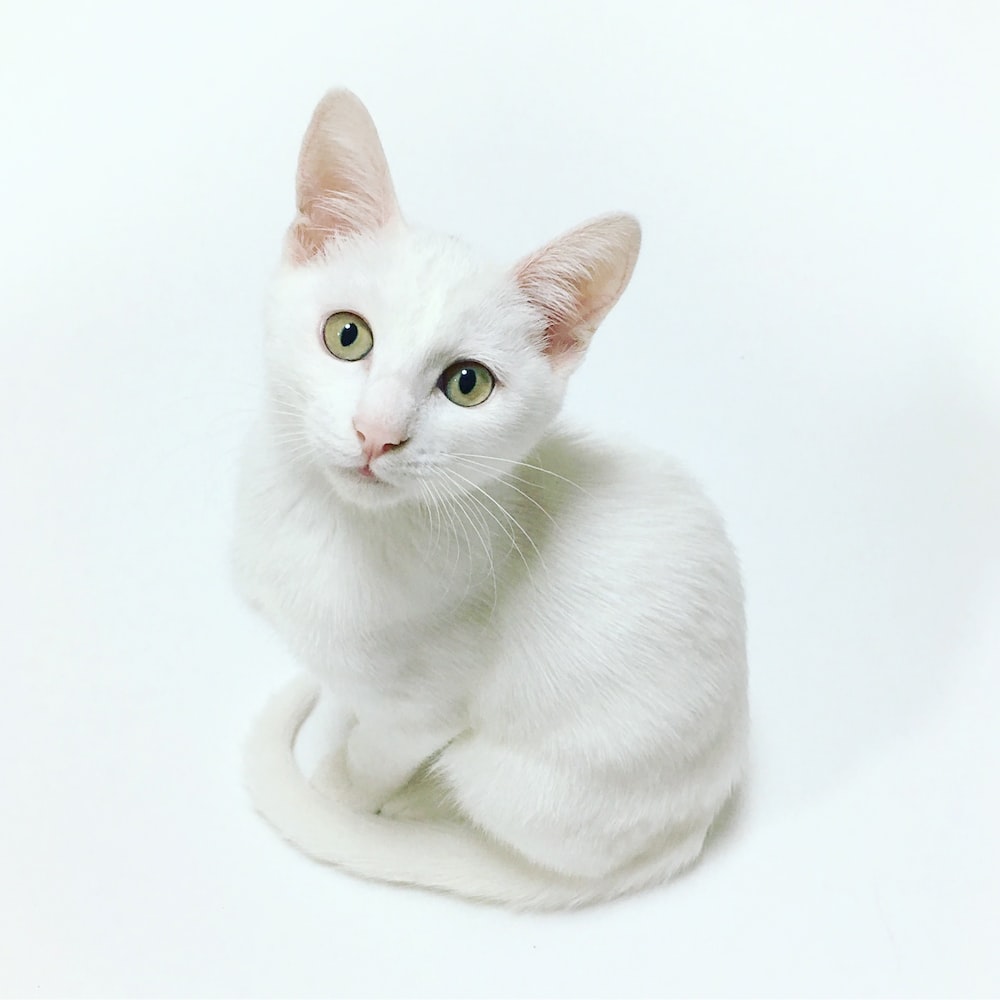 White cat pictures hd download free images on