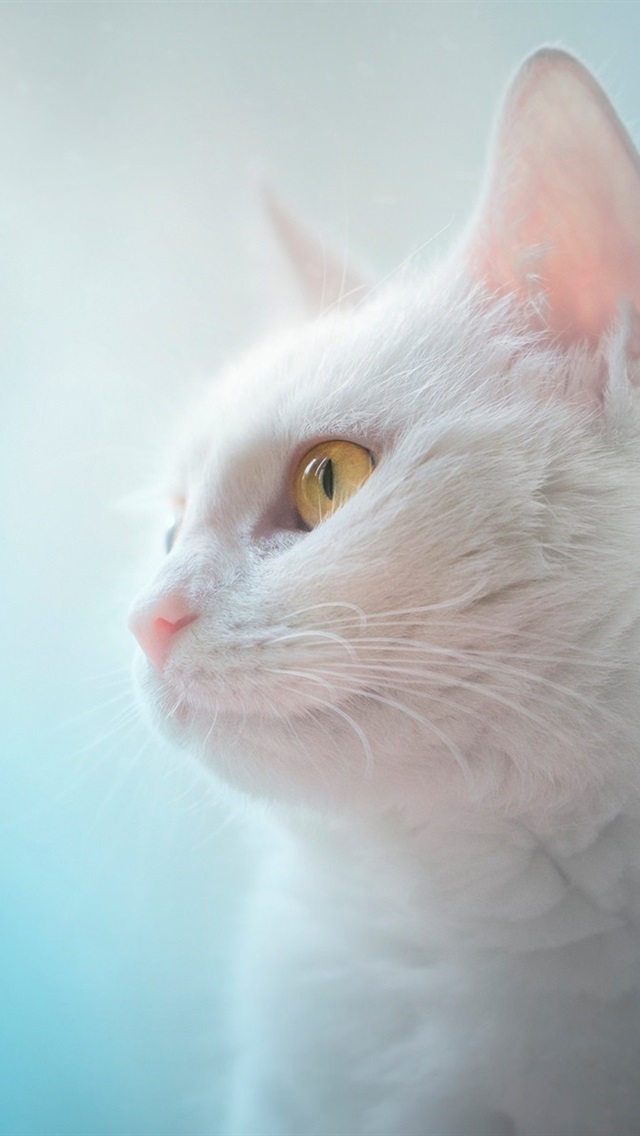 White cat wallpaper iphone