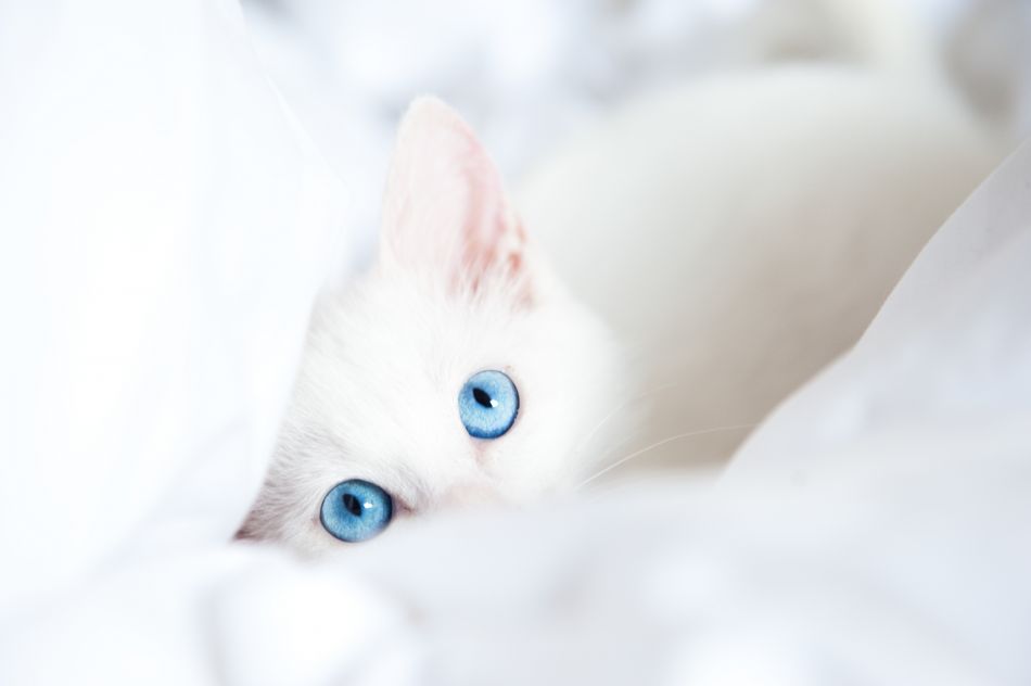 White cat hd wallpaper x