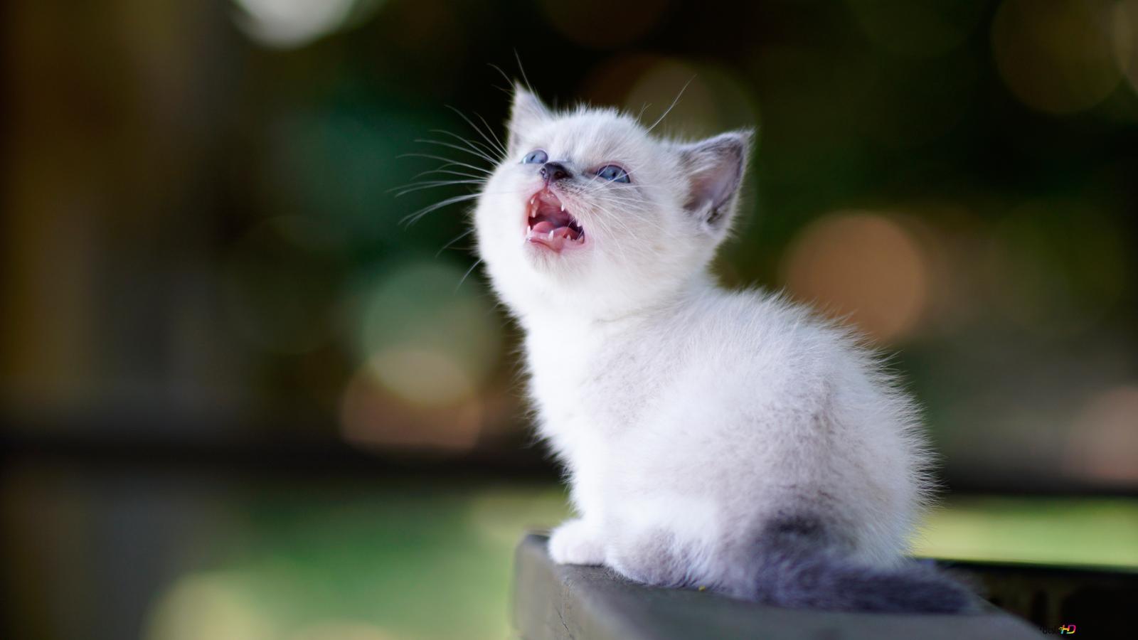 Cute white baby cat k wallpaper download