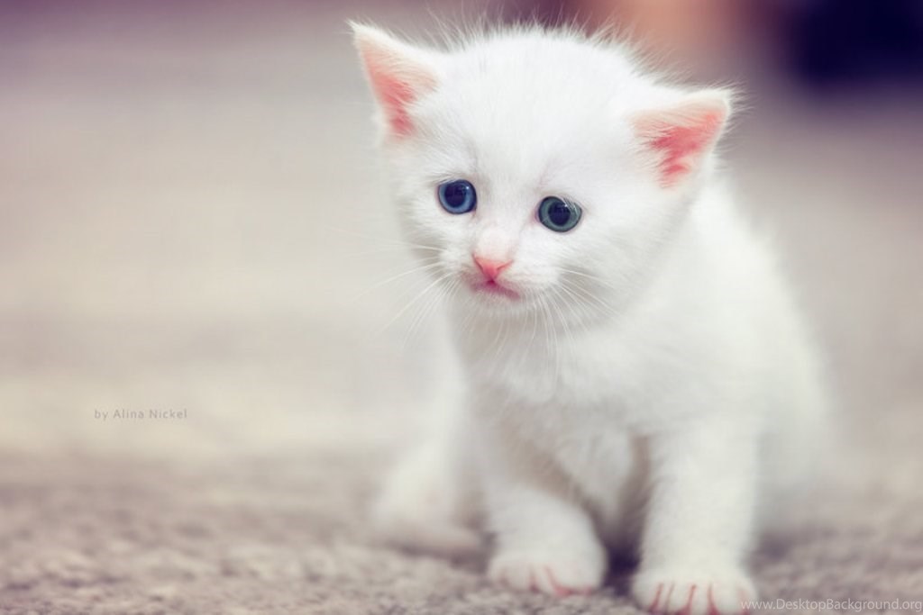 Awesome cute cat hd wallpapers cute white cat wallpapers