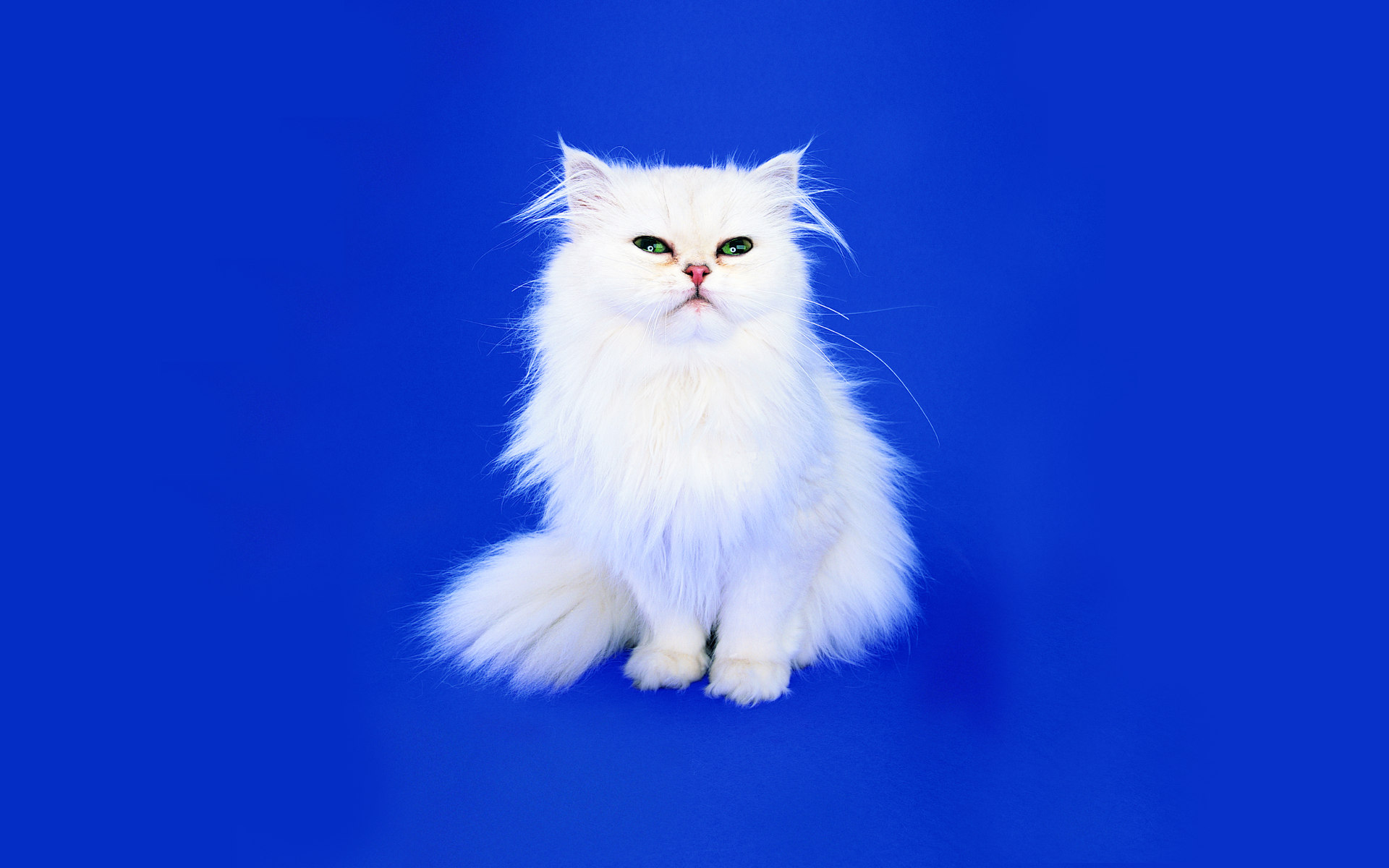 Persian cat hd papers and backgrounds