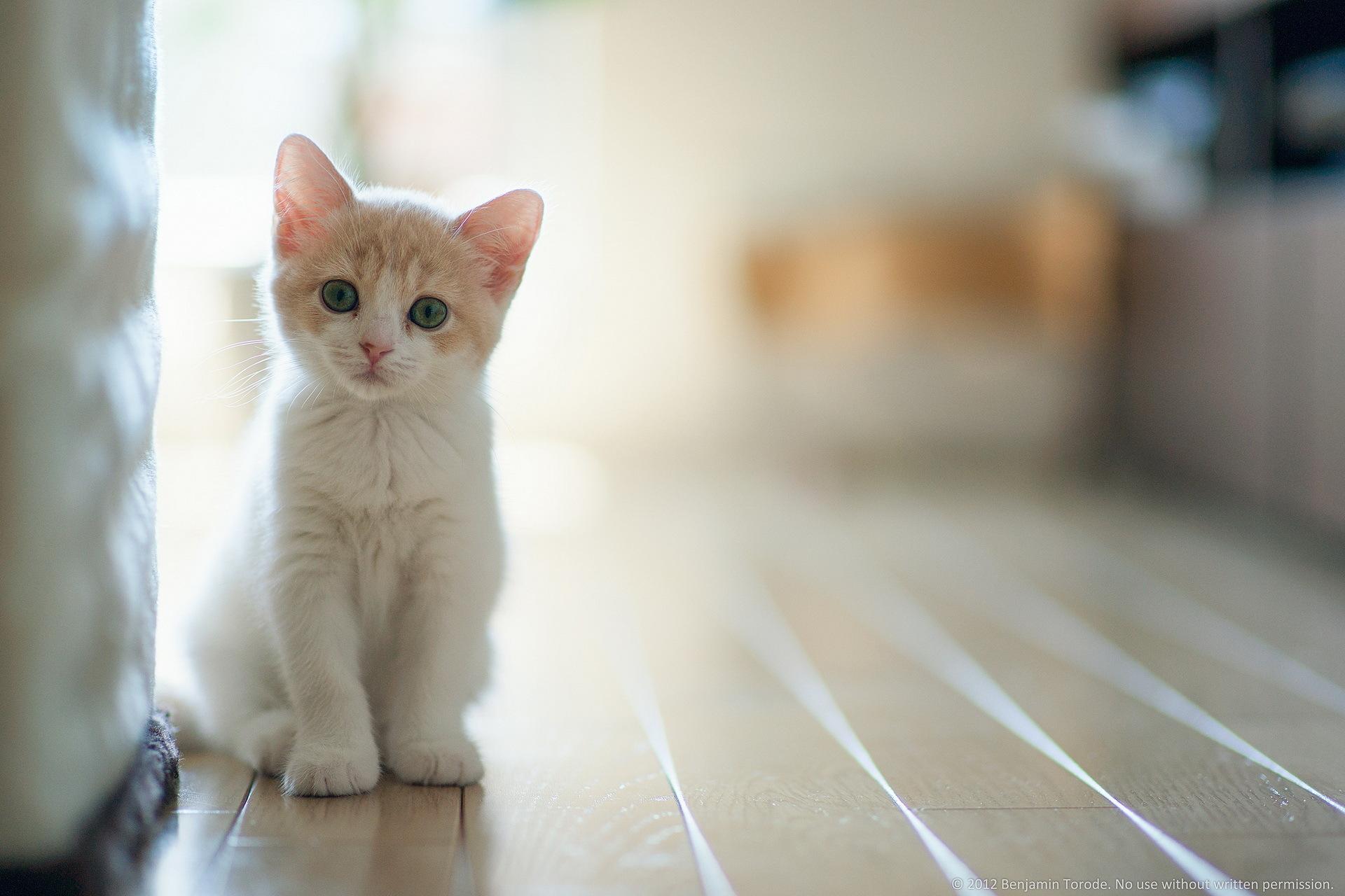 White cat wallpapers