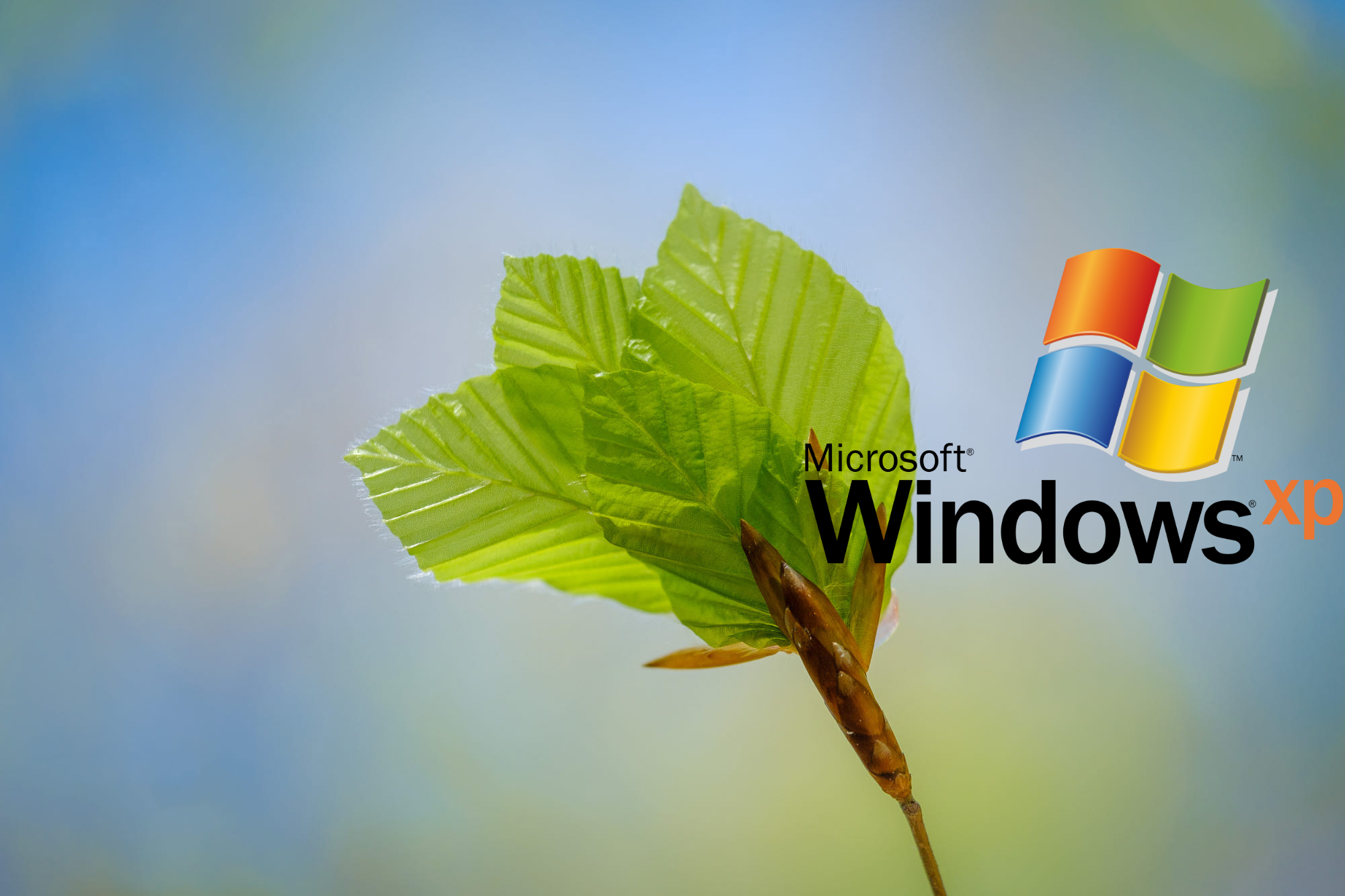 Nature simple background logo windows logo windows xp operating system macro microsoft windows