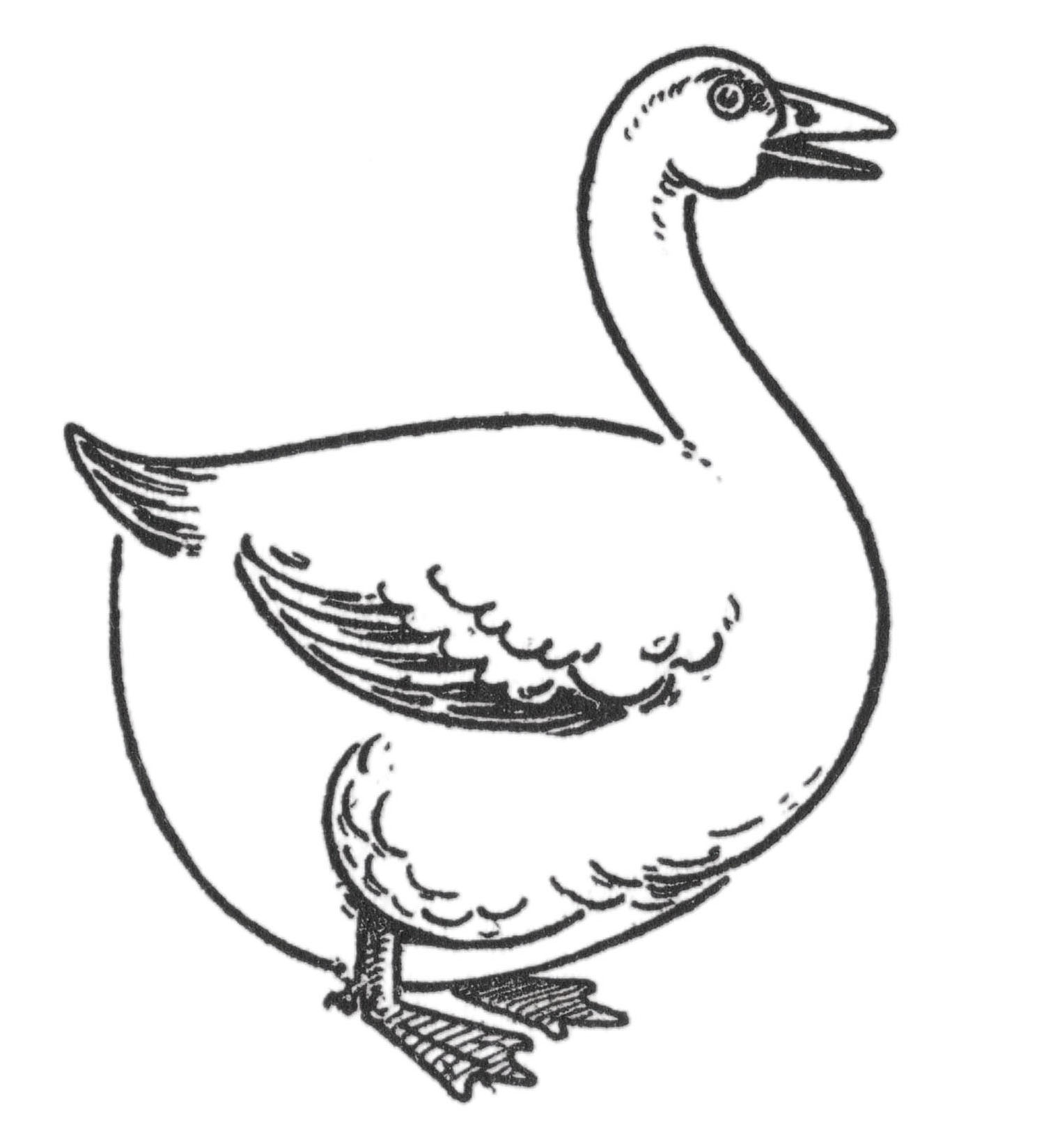 Drawing of a goose step by step